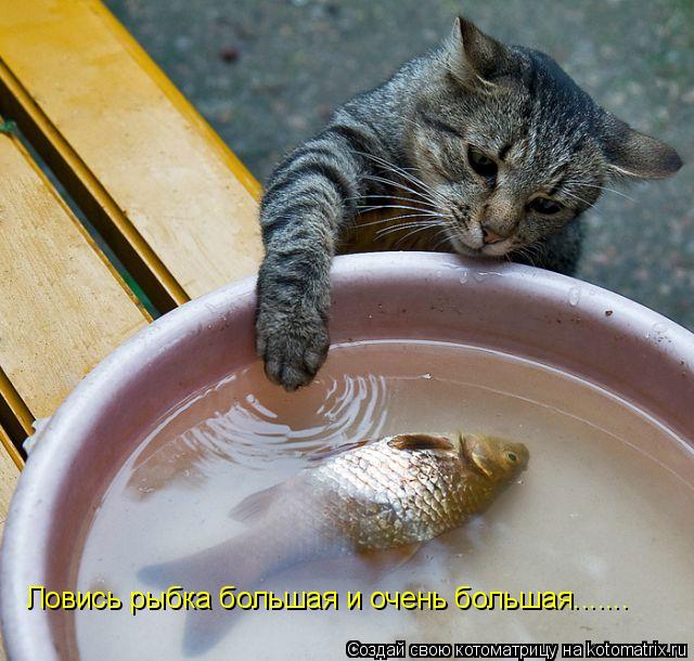 Котоматрица: Ловись рыбка большая и очень большая.......