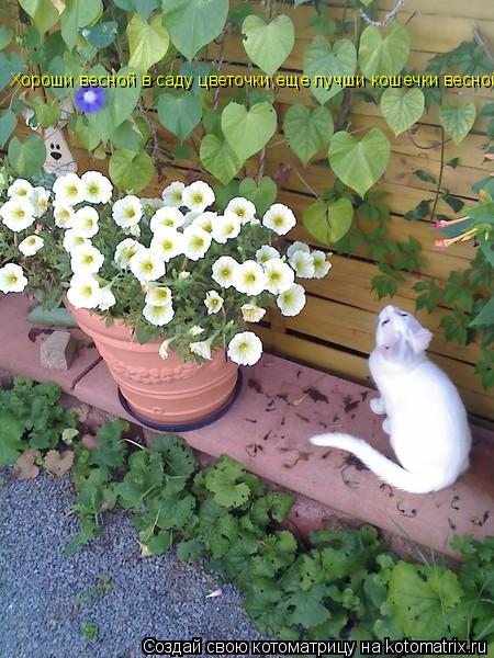 Котоматрица: Хороши весной в саду цветочки,еще лучши кошечки весной