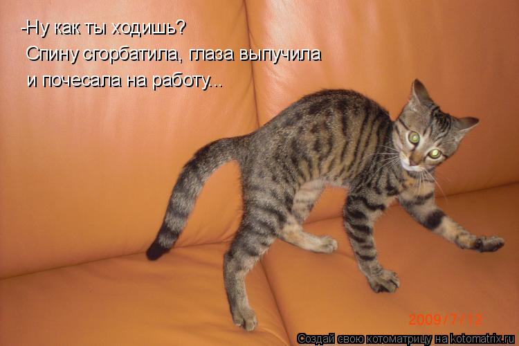 Котоматрица: -Ну как ты ходишь?  Спину сгорбатила, глаза выпучила  и почесала на работу...