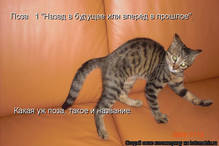Котоматрица: Поза № 1 "Назад в будущее или вперёд в прошлое". Какая уж поза, такое и название.