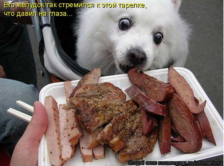 Котоматрица: Его желудок так стремился к этой тарелке, что давил на глаза...