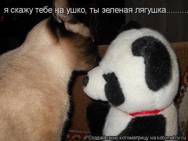 Котоматрица: я скажу тебе на ушко, ты зеленая лягушка...........