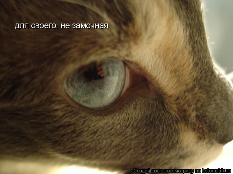 Котоматрица: для своего, не замочная
