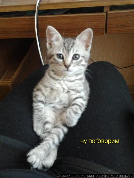 Котоматрица: ну поговорим