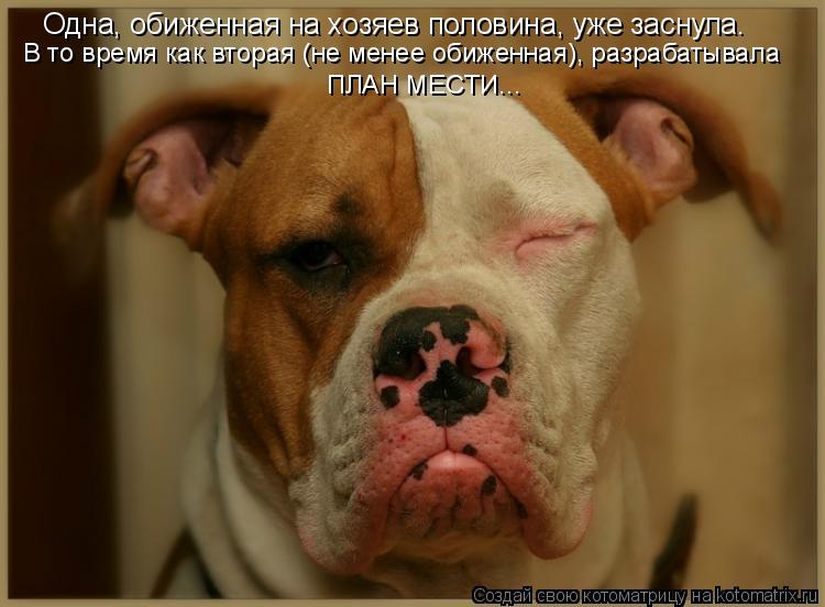 Котоматрица: Одна, обиженная на хозяев половина, уже заснула. В то время как вторая (не менее обиженная), разрабатывала ПЛАН МЕСТИ...