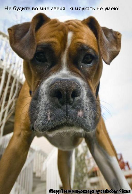 Котоматрица: Не будите во мне зверя – я мяукать не умею!