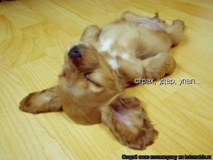 Котоматрица: страх, удар, упал...