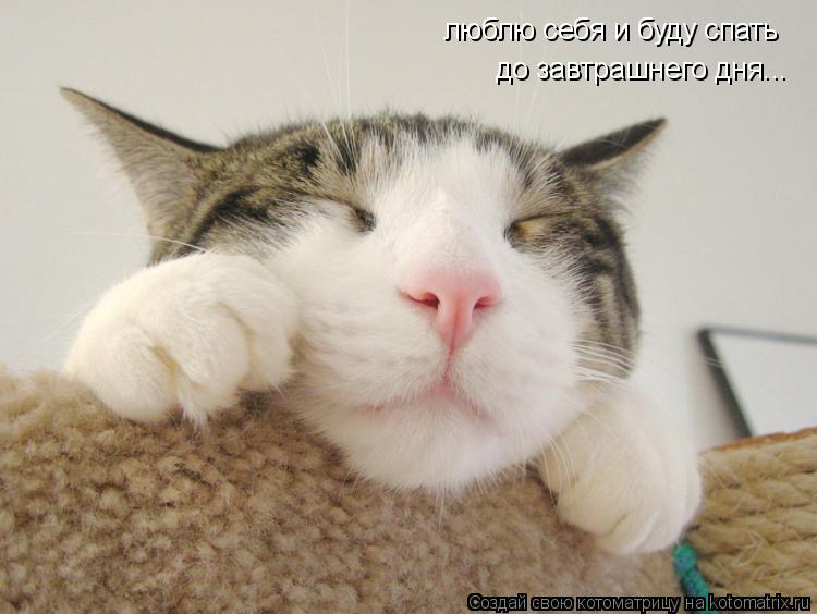 Котоматрица: люблю себя и буду спать до завтрашнего дня...