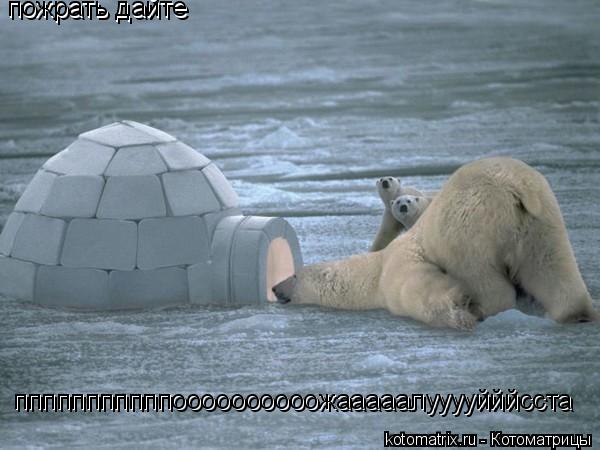 Котоматрица: пожрать дайте пожрать дайте пппппппппппоооооооооожааааалууууйййсста пппппппппппоооооооооожааааалууууйййсста