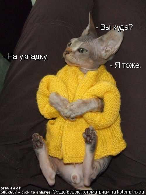 Котоматрица: - На укладку. - Вы куда? - Я тоже.