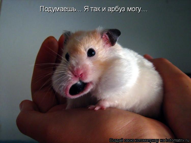 Котоматрица: Подумаешь... Я так и арбуз могу....