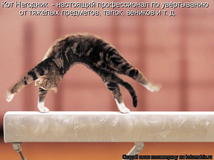 Котоматрица: Кот Негодник  - настоящий профессионал по увёртыванию от тяжёлых предметов, тапок, веников и т. д.