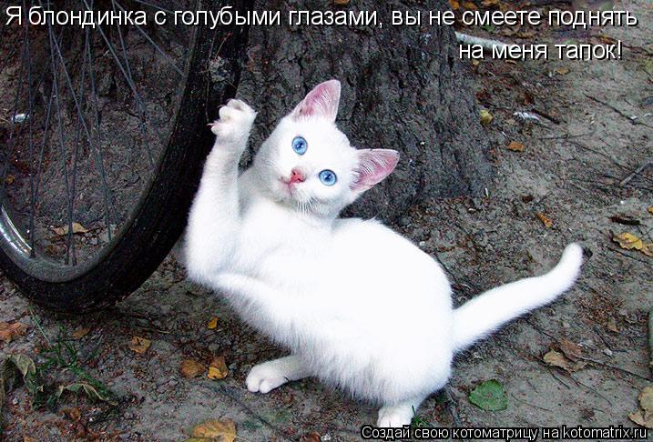 Котоматрица: Я блондинка с голубыми глазами, вы не смеете поднять на меня тапок!