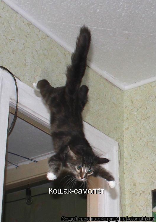 Котоматрица: Кошак-самолёт