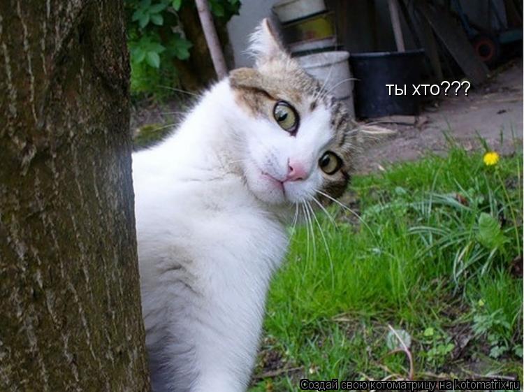 Котоматрица: ты хто???