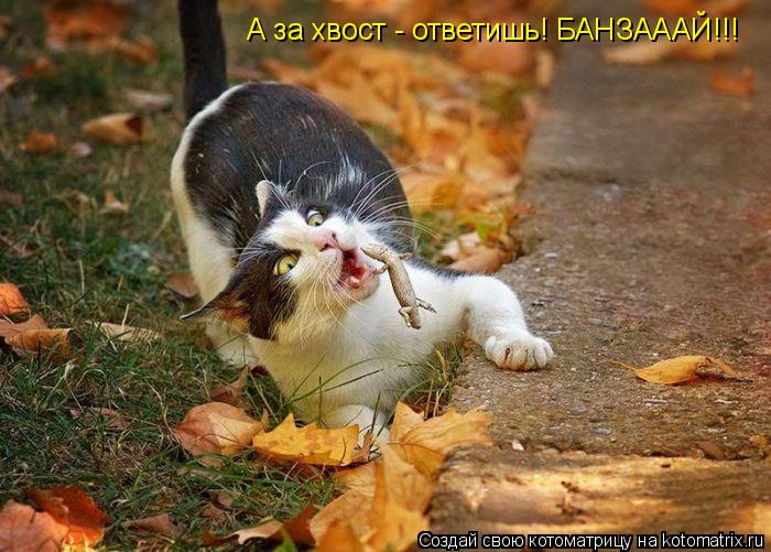 Котоматрица: А за хвост - ответишь! БАНЗАААЙ!!!