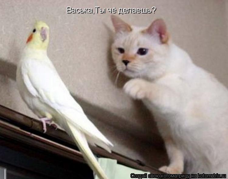 Котоматрица: Васька,Ты чё делаешь?  Васька,Ты чё делаешь?