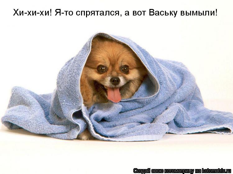 Котоматрица: Хи-хи-хи! Я-то спрятался, а вот Ваську вымыли!
