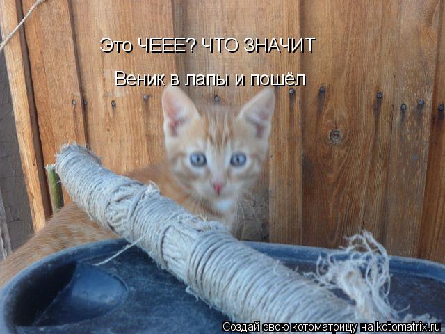Котоматрица: Это ЧЕЕЕ? ЧТО ЗНАЧИТ Веник в лапы и пошёл
