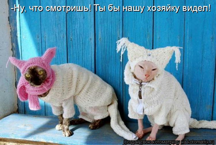 -Ну, что смотришь! Ты бы нашу хозяйку видел!... Котоматрица: -Ну, что смотришь! Ты бы нашу хозяйку видел!
