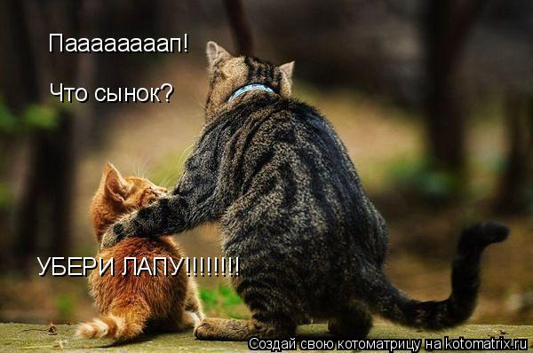 Котоматрица: Паааааааап! Что сынок? УБЕРИ ЛАПУ!!!!!!!!