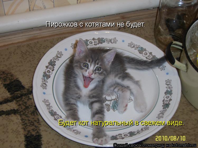 Котоматрица: Пирожков с котятами не будет. Будет кот натуральный в свежем виде.