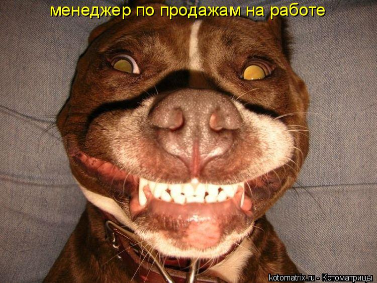 Котоматрица: менеджер по продажам на работе
