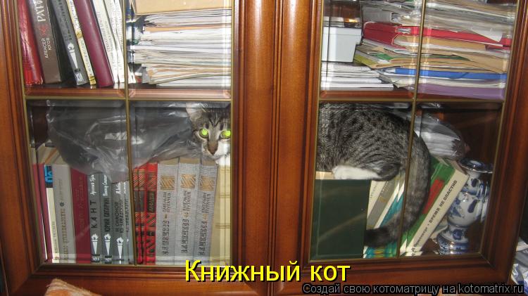 Книжный кот... Котоматрица: Книжный кот