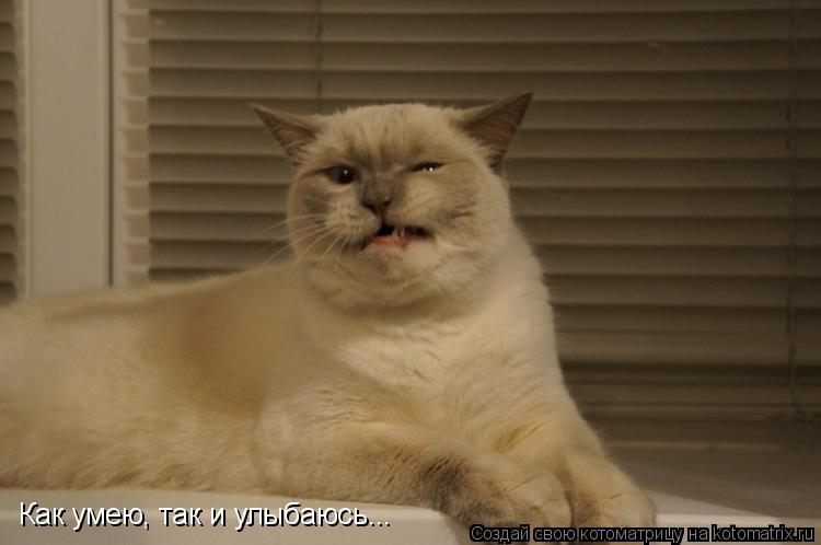 Как умею, так и улыбаюсь...... Котоматрица: Как умею, так и улыбаюсь...