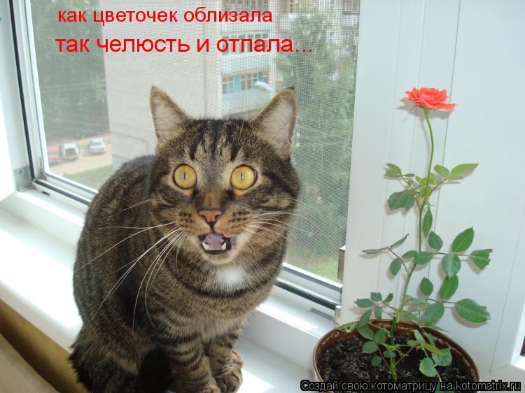 как цветочек облизала так челюсть и отпала...... Котоматрица: как цветочек облизала так челюсть и отпала...