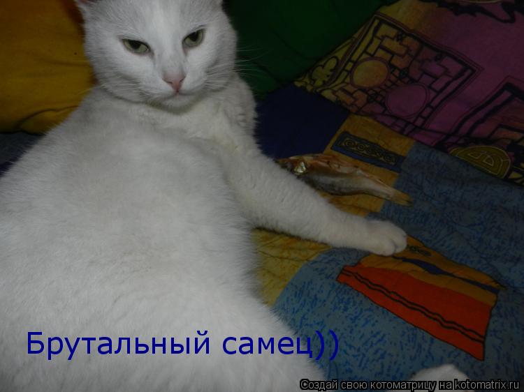 Брутальный самец))... Котоматрица: Брутальный самец))