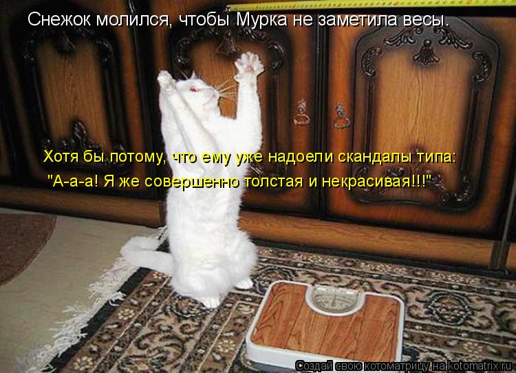 Снежок молился, чтобы Мурка не заметила весы. Хотя бы потому, что ему уже надоели скандалы типа: "А-... Котоматрица: Снежок молился, чтобы Мурка не заметила весы. Хотя бы потому, что ему уже надоели скандалы типа: "А-а-а! Я же совершенно толстая и некрасивая!!