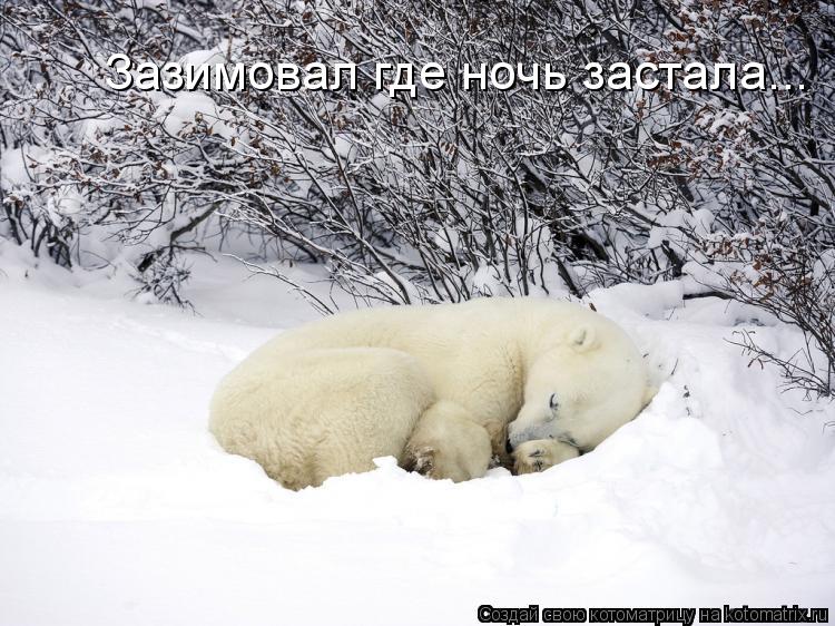 Котоматрица: Зазимовал где ночь застала...