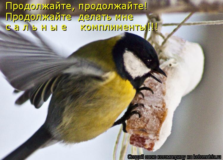 Продолжайте, продолжайте! Продолжайте делать мне с а л ь н ы е комплименты!!!... Котоматрица: Продолжайте, продолжайте! Продолжайте делать мне с а л ь н ы е комплименты!!!