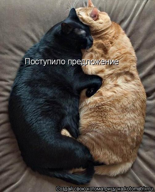 Котоматрица: Поступило предложение