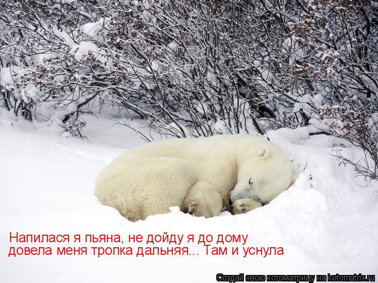 Котоматрица: Напилася я пьяна, не дойду я до дому довела меня тропка дальняя... Там и уснула