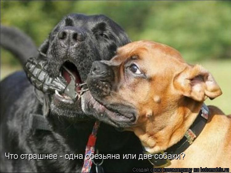 Котоматрица: Что страшнее - одна обезьяна или две собаки?