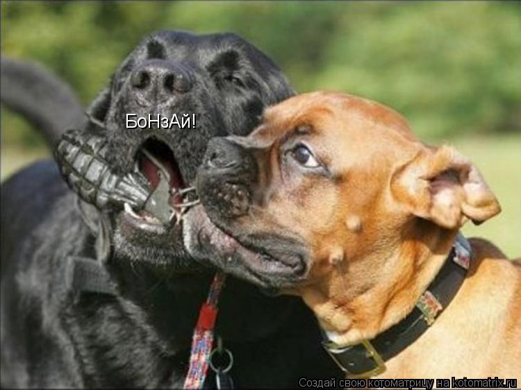 Котоматрица: БоНзАй!