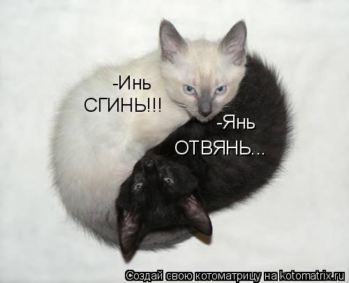 Котоматрица: -Инь  СГИНЬ!!! -Янь ОТВЯНЬ...
