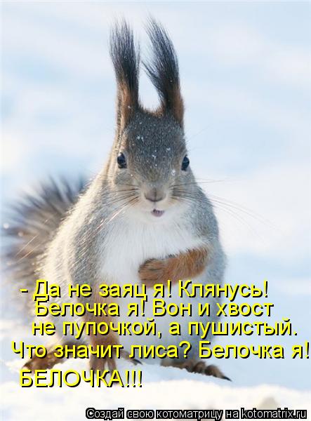 Котоматрица: Белочка я! Вон и хвост  - Да не заяц я! Клянусь!  не пупочкой, а пушистый.  Что значит лиса? Белочка я! БЕЛОЧКА!!!