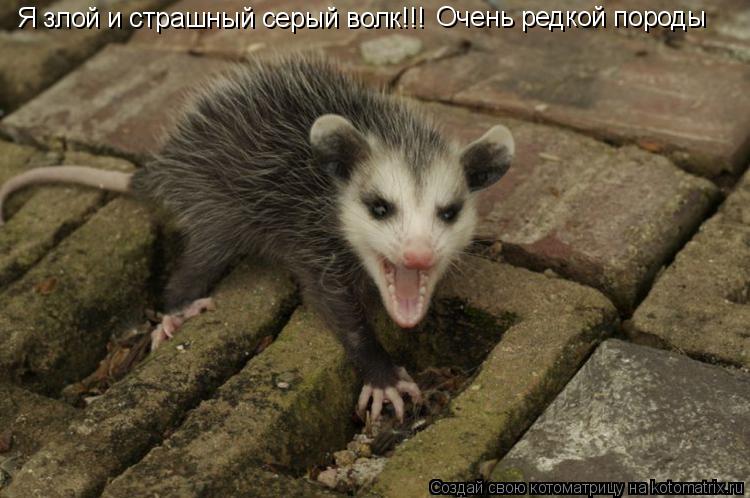 Котоматрица: Я злой и страшный серый волк!!! Очень редкой породы