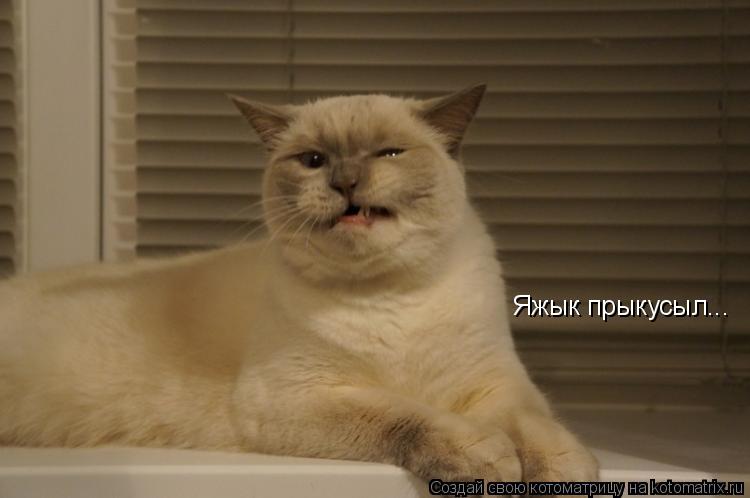 Котоматрица: Яжык прыкусыл...