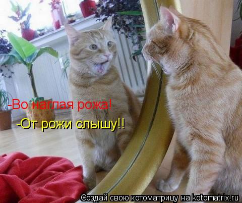 Котоматрица: -Во наглая рожа! -От рожи слышу!!