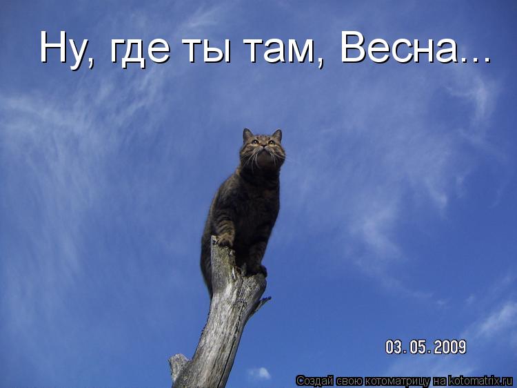 Ну, где ты там, Весна...... Котоматрица: Ну, где ты там, Весна...
