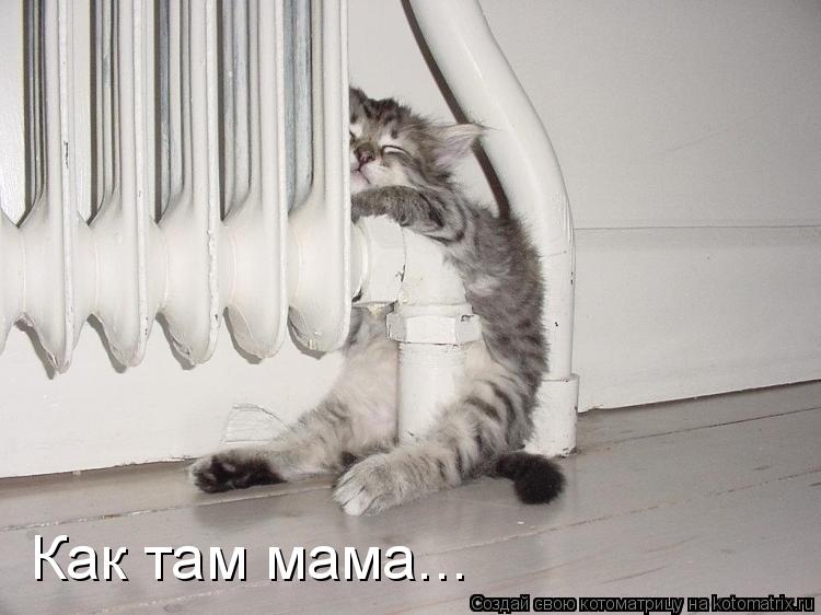 Котоматрица: Как там мама...