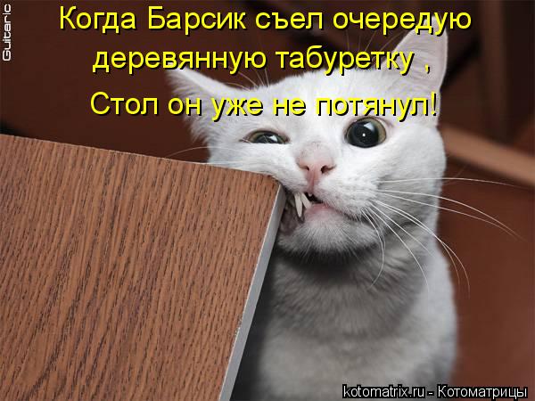 Котоматрица: Когда Барсик съел очередую  деревянную табуретку , Стол он уже не потянул!