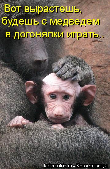 Котоматрица: Вот вырастешь,  будешь с медведем  в догонялки играть..