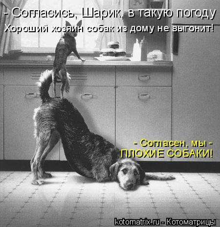 Котоматрица: - Согласись, Шарик, в такую погоду Хороший хозяин собак из дому не выгонит! - Согласен, мы - ПЛОХИЕ СОБАКИ!