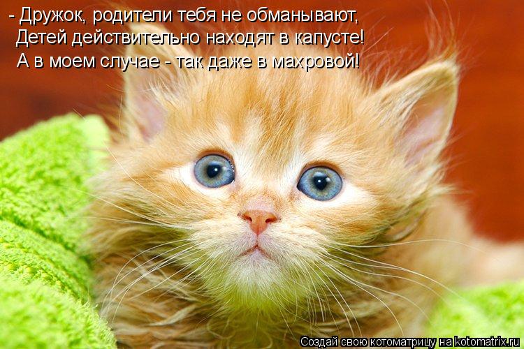 Котоматрица: - Дружок, родители тебя не обманывают, Детей действительно находят в капусте! А в моем случае - так даже в махровой!