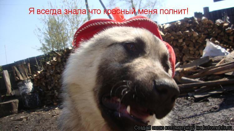 Котоматрица: Я всегда знала что красный меня полнит!